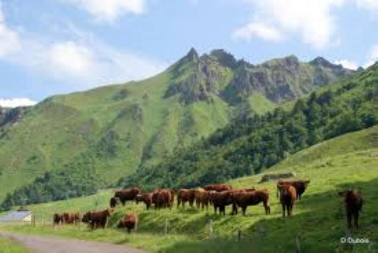 Tulipe, Appartement 5 Personnes, Entre Sancy Et Volcans D'Auvergne Orcival Exteriör bild